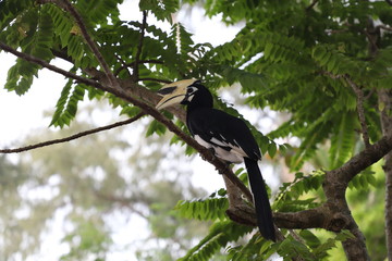 Bucerotidae
