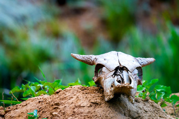 Close uo old cow skull on ground