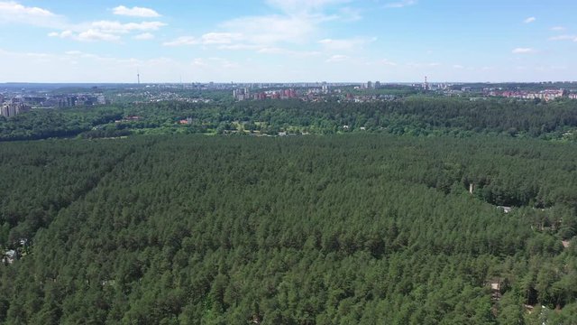 AERIAL: Flying Towards City Above Green Pine Forest with Blue Sky in the Background