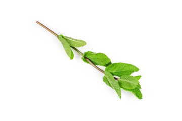 Top view of the fresh mint on a white background