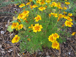 Signet marigold, Tagetes tenuifolia, with flower heads in yellow and orange colours