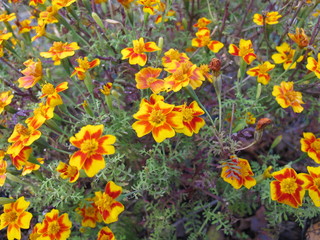 Signet marigold, Tagetes tenuifolia, with flower heads in yellow and orange colours