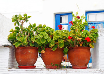 Fototapeta na wymiar Aegean plants