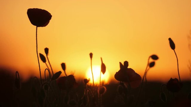 Beautiful red poppies fluttering in a large field in Ukraine at sparkling sunset  