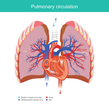 Pulmonary circulation.