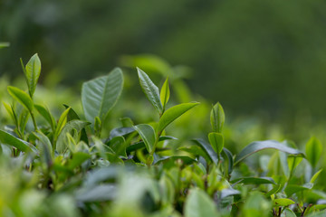 Tea plantation. Tea leaves, close-up. Green, fresh, tea leaves growing on the plantation. Tea in the sun