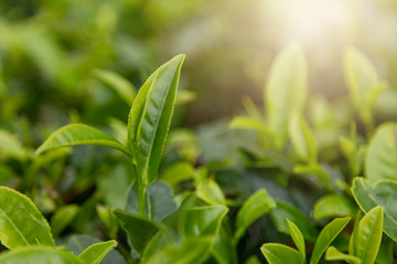 Tea plantation. Tea leaves, close-up. Green, fresh, tea leaves growing on the plantation. Tea in the sun
