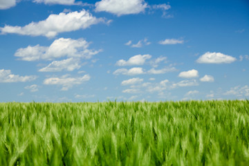 Green wheaten sprouts in the field and cloudy sky. Bright spring landscape.