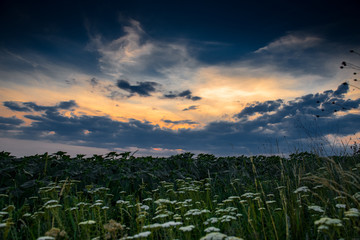 White wildflowers at evening in the field. Beautiful sunset with dark blue sky, bright sunlight and clouds.