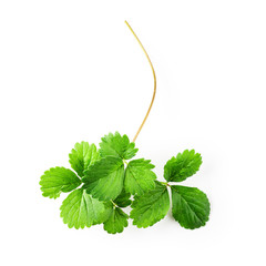 Strawberry green leaves