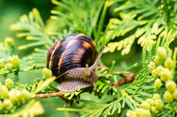 Close-up of beautiful Helix pomatia, Roman snail, Burgundy snail on bright yellow-green texture needles of Thuja occidentalis Aurea in natural habitat. Selective focus