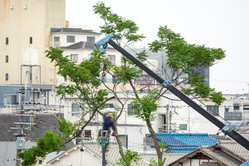 台風による倒木被害を予防する為の伐採