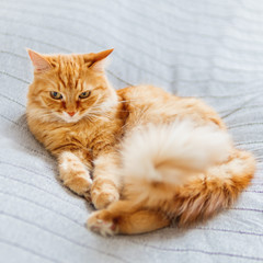 Cute ginger cat lying on bed. Fluffy pet is dozing. Cozy home background.