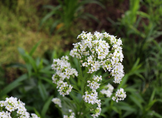 Flowers of Horseradish, Armoracia rusticana. Horseradish is grown as a seasoning.