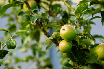 Apples on branch, local food