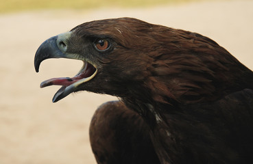 Fototapeta premium Tarim Eagle