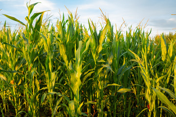 Green sweet corn field, nature