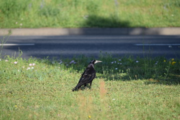 Rook