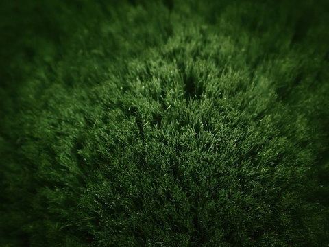 Green Hair Abstract Background With Blur.