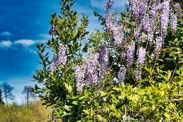 Obraz premium Wisteria Wistaria flowering in a garden