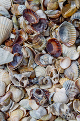 sea shells on the beach
