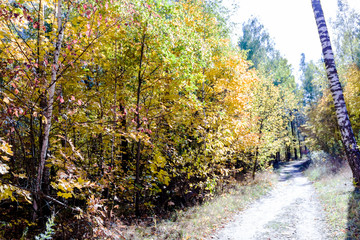 Autumn forest nature. Vivid morning in colorful forest with sun rays through branches of trees.