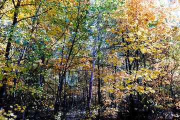 Autumn forest nature. Vivid morning in colorful forest with sun rays through branches of trees.