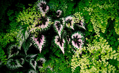 Tropical green leaves on dark background.