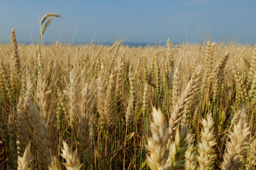 field of ripening wheat in the sunshine close up