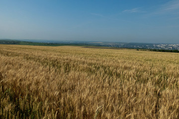 field of ripening wheat in the sunshine close up