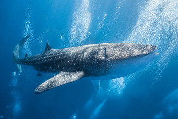 Whale Shark with divers bubbles - obrazy, fototapety, plakaty