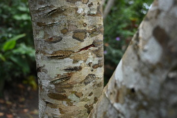 Bleeding tree - herbal medication in Colombian Amazon region