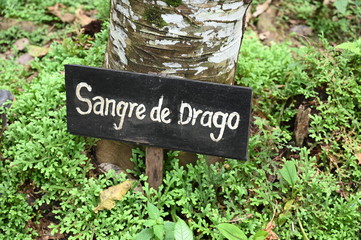 Bleeding tree - herbal medication in Colombian Amazon region