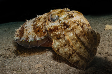 Octopus king of camouflage in the Red Sea, eilat israel 