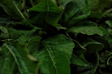 Fresh Vegitable 