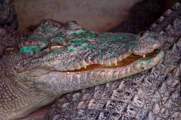 Fototapeta premium Crocodile head detail
