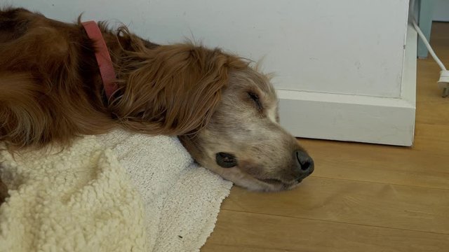 An old Irish setter is sleeping on a rug.