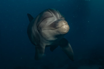 Fototapeta premium Dolphin swimming with divers in the Red Sea, Eilat Israel