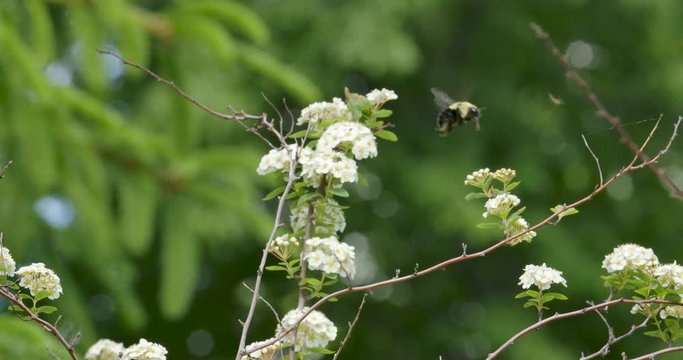 Bumble bee flying between white spirea flowers. Slow mo