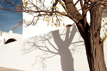 Old street with white Mediterranean walls with shadows of tree on it on the Ibiza island - Image