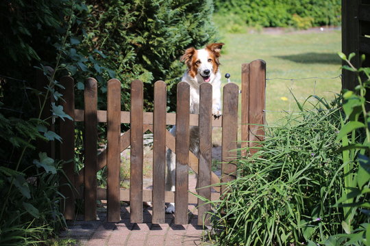 Wei&szlig; brauner Hund wartet an der Gartenpforte