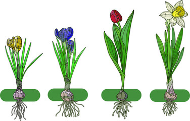 Botanical vector illustration. Set of different flowering bulbous plants with root. Crocus, tulip, narcissus