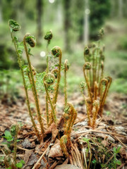 Jeunes fougères en gros plan