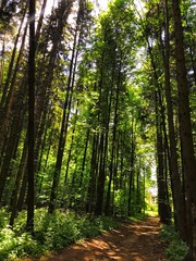 path in forest