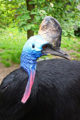 Southern cassowary as Australian big forest bird