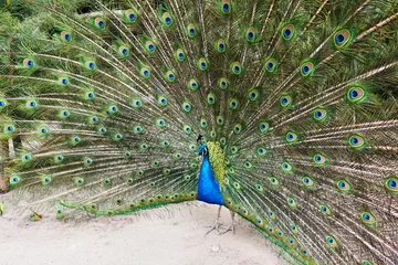 Fotobehang beauty peacock bird © jonnysek