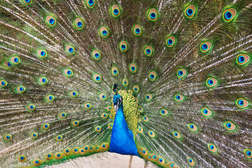 Obraz premium beauty peacock bird