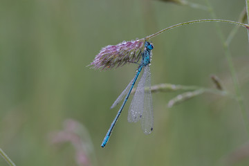 Azurjungfer