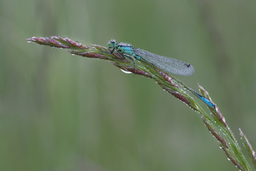 Große Pechlibelle