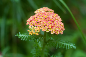 Gemeine Schafgarbe mit pastellfarbener Blüte © E. Schittenhelm